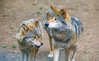 European grey wolves at Highland Wildlife Park.