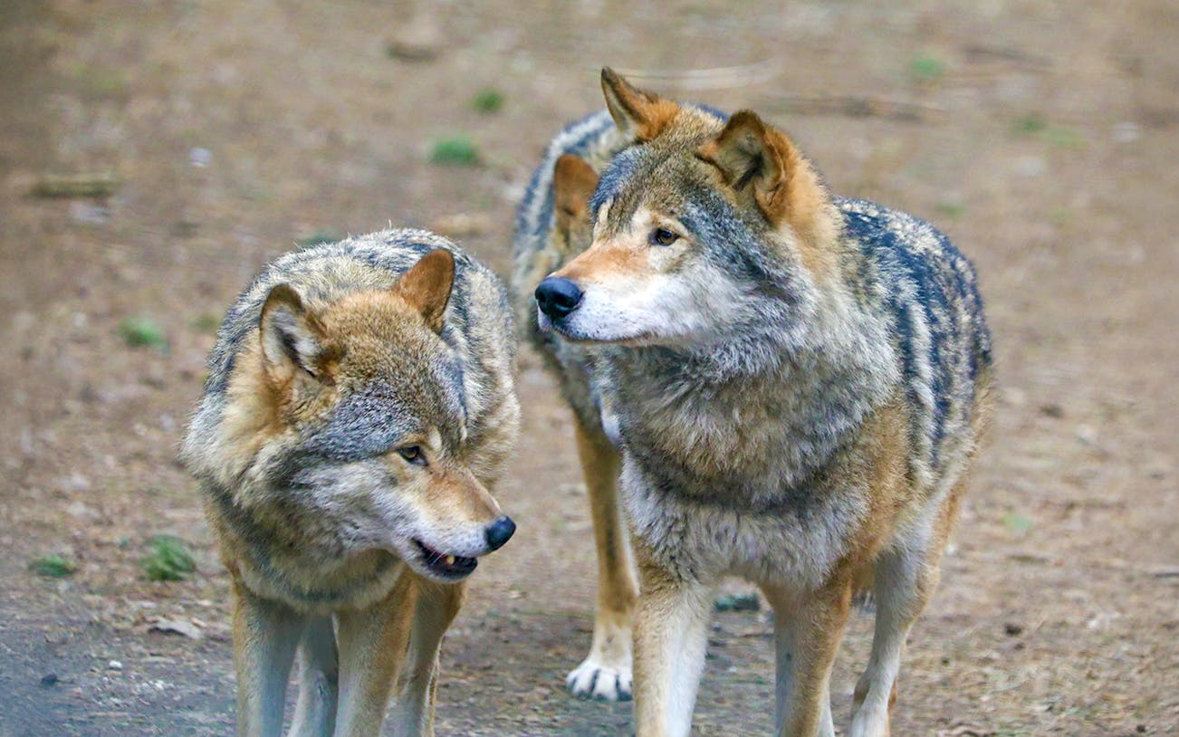 European grey wolves at Highland Wildlife Park.