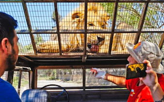 Safari vehicle with tourists observing a lion through a cage at Parque Safari, Santiago.