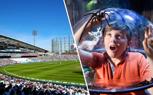 Kia Oval cricket match and child observing spider at Sea Life Aquarium.