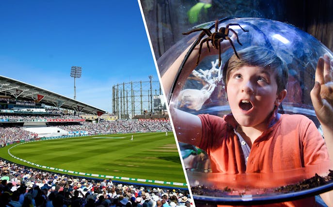 Kia Oval cricket match and child observing spider at Sea Life Aquarium.