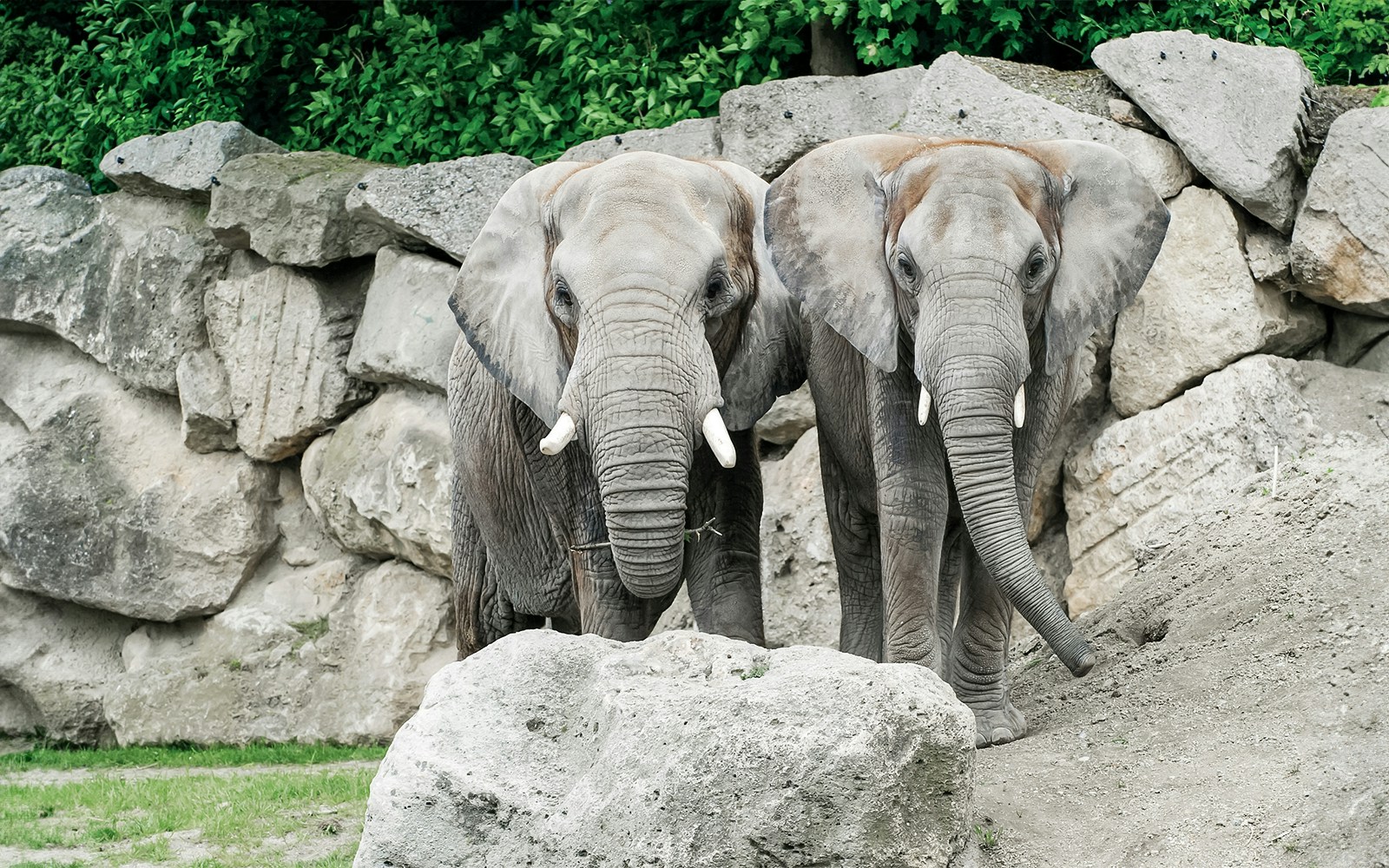 Elephants standing in front of rocks at Elephant Park, Schönbrunn Zoo.
