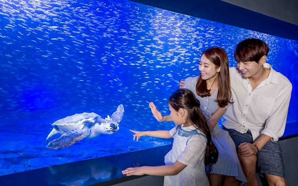 Family observing sea turtle at Aqua Planet 63 aquarium in Seoul.