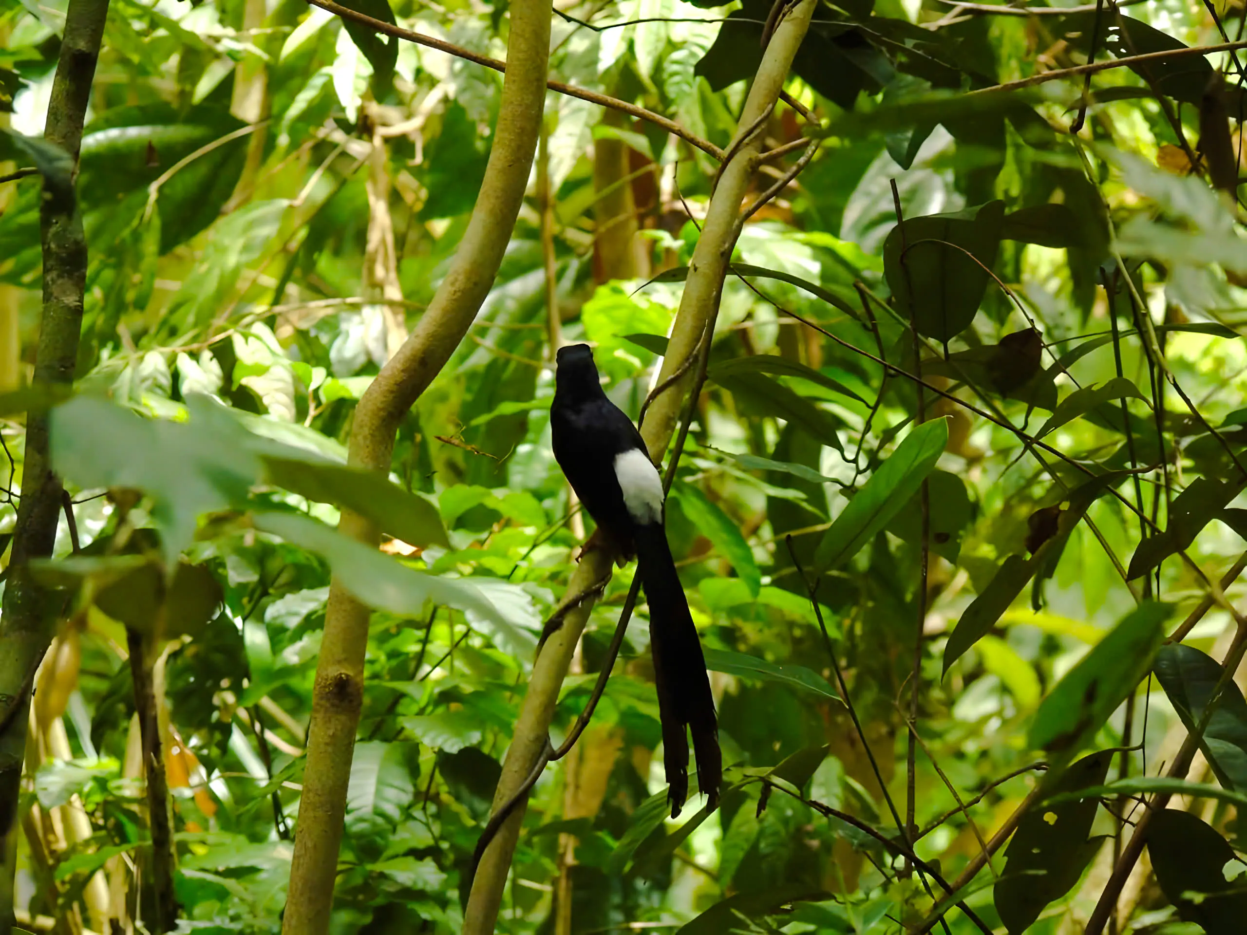 Bird perched in dense jungle foliage, Nam Cat Tien National Park trek, Vietnam.