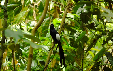 Bird perched in dense jungle foliage, Nam Cat Tien National Park trek, Vietnam.