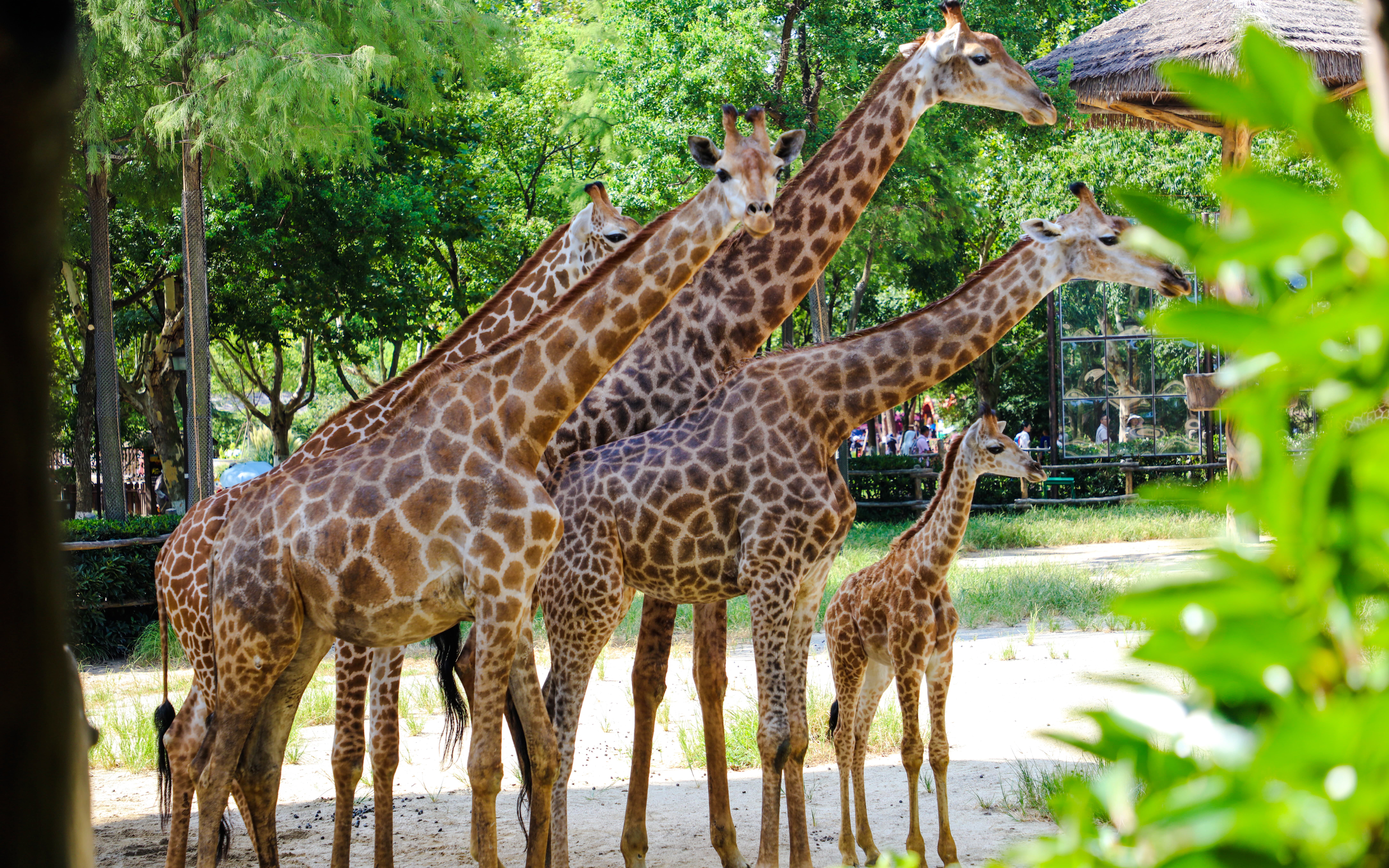 Giraffes standing together at Shanghai Wild Animal Park.
