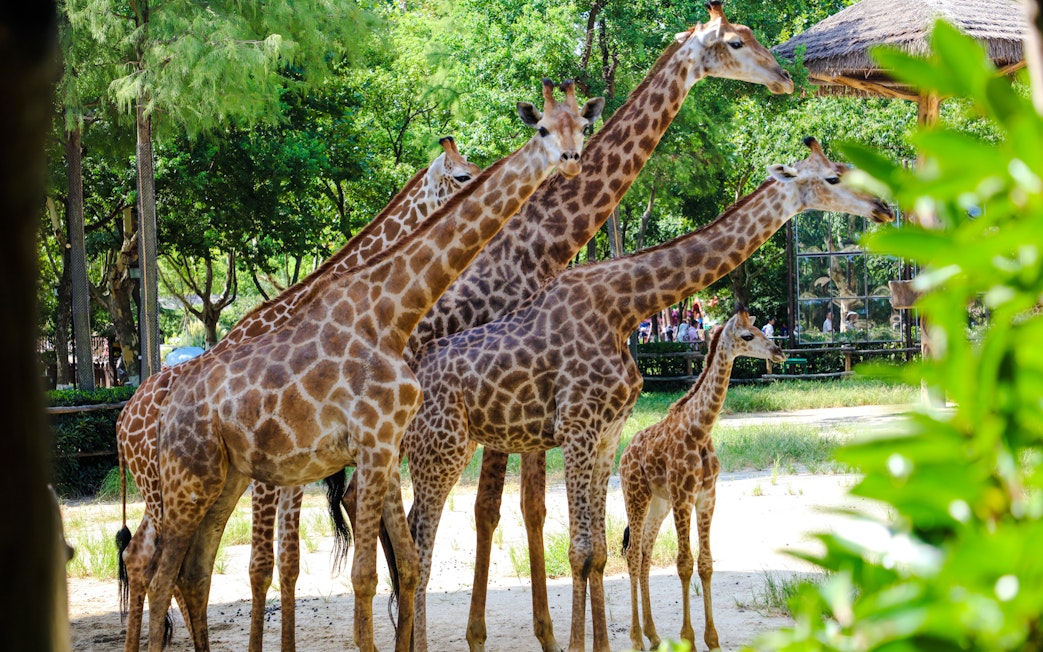 Giraffes standing together at Shanghai Wild Animal Park.