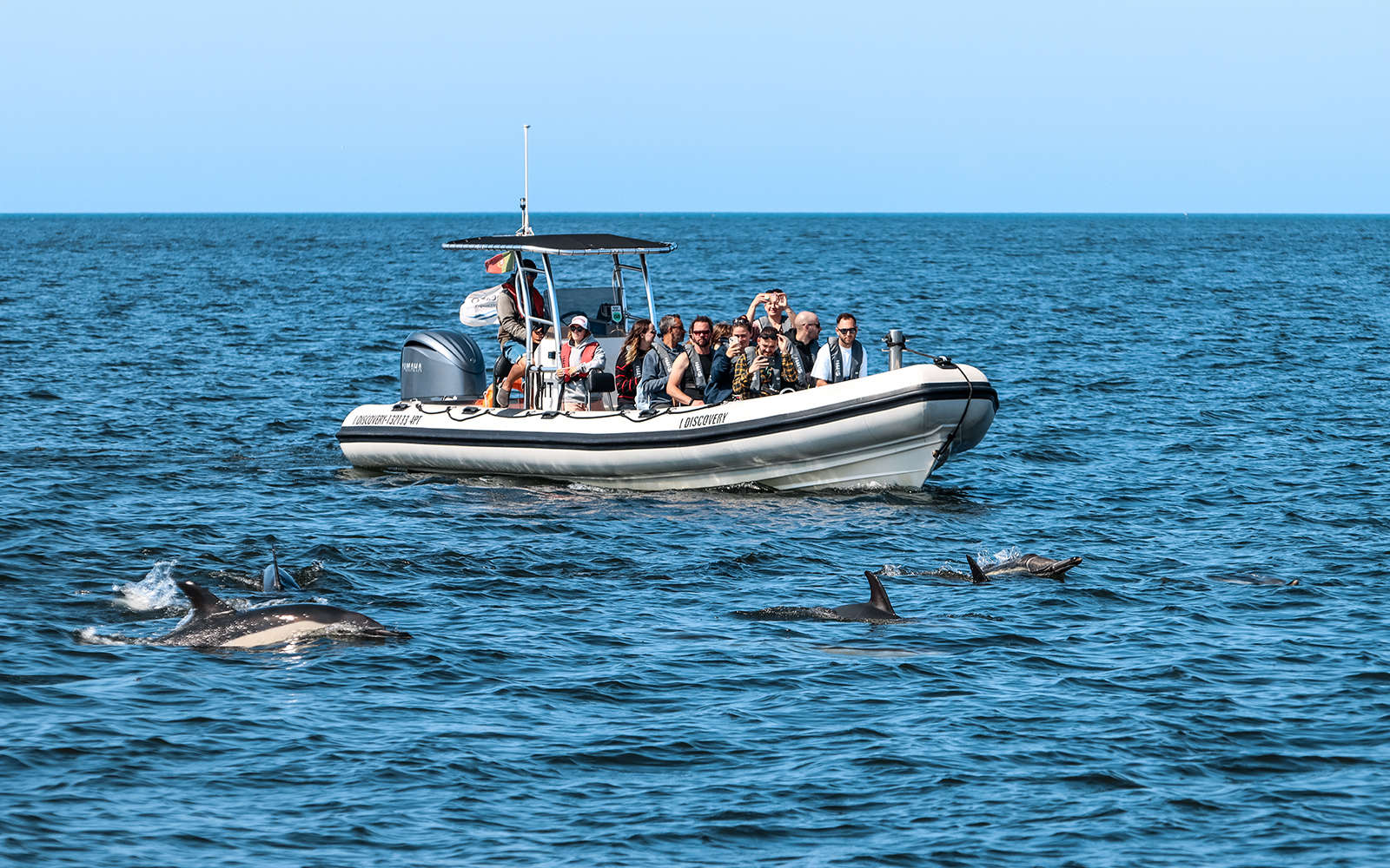 Tourists on boat watching dolphins during guided tour.