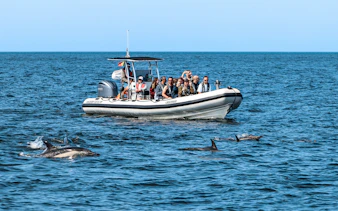 Tourists on boat watching dolphins during guided tour.