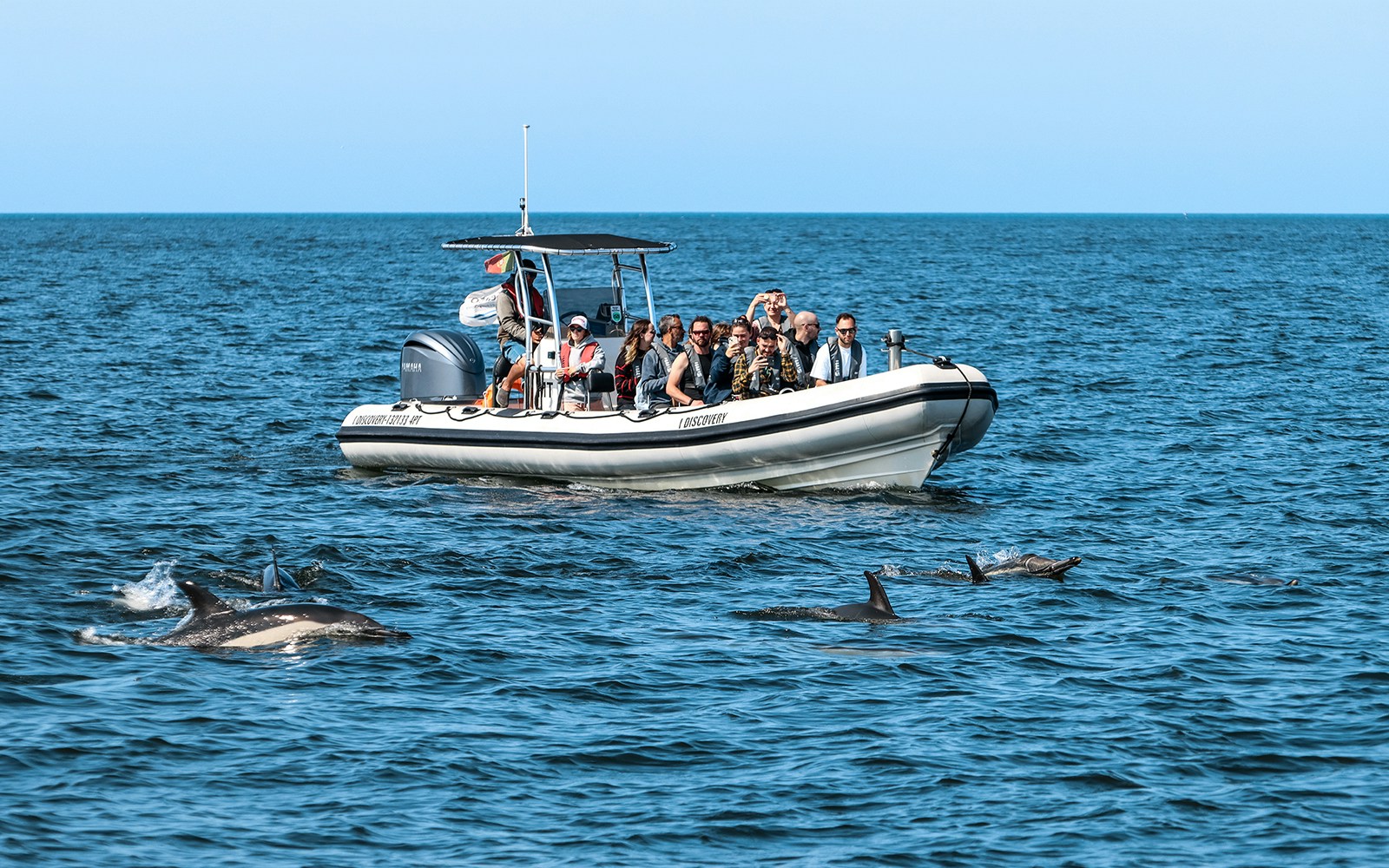 Tourists on boat watching dolphins during tour.