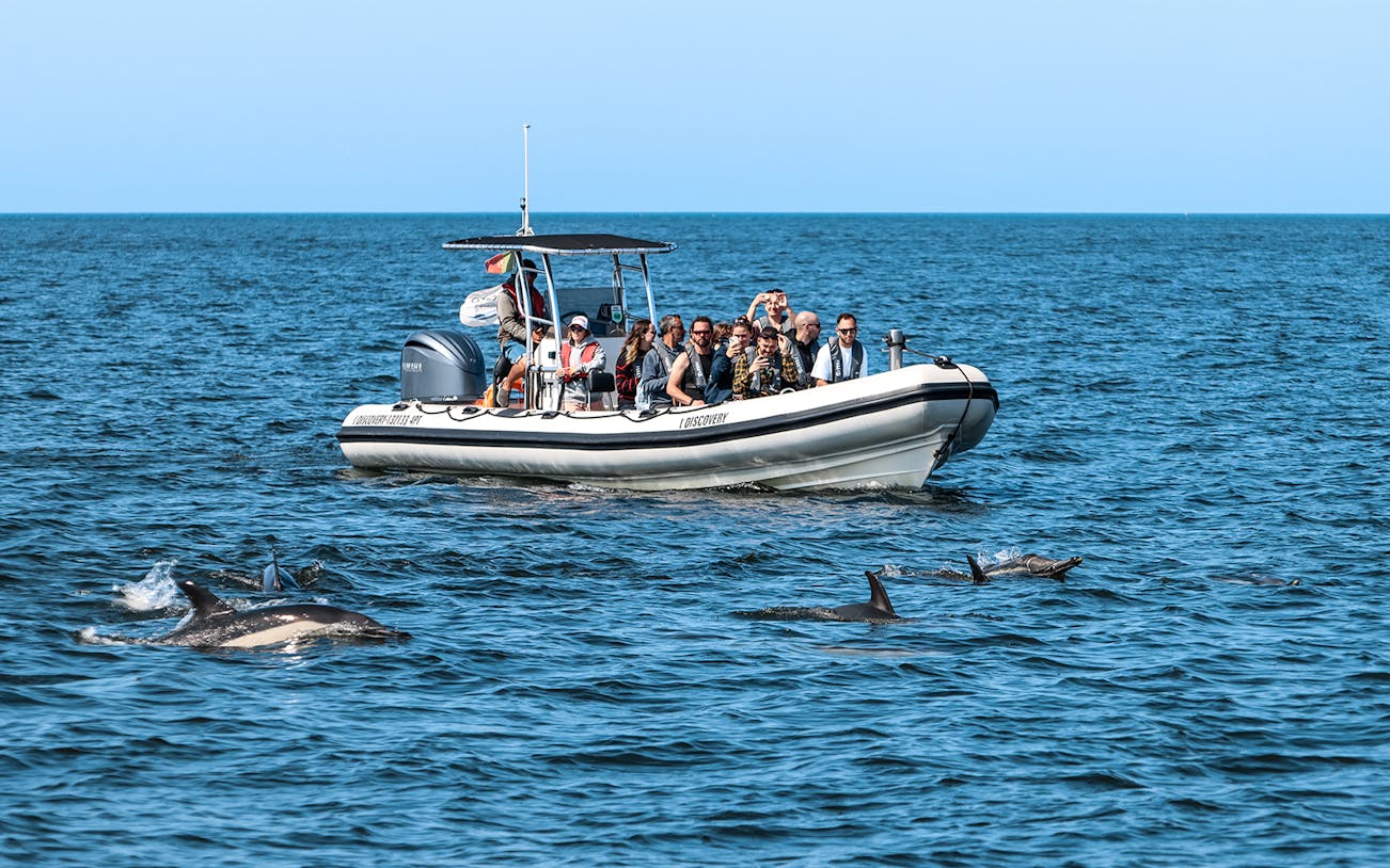 Tourists on boat watching dolphins during guided tour.