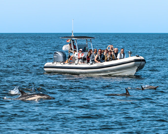 Lisbon Dolphin Watching Cruise