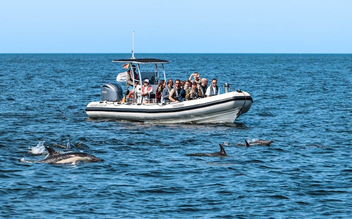 Tourists on boat watching dolphins during guided tour.
