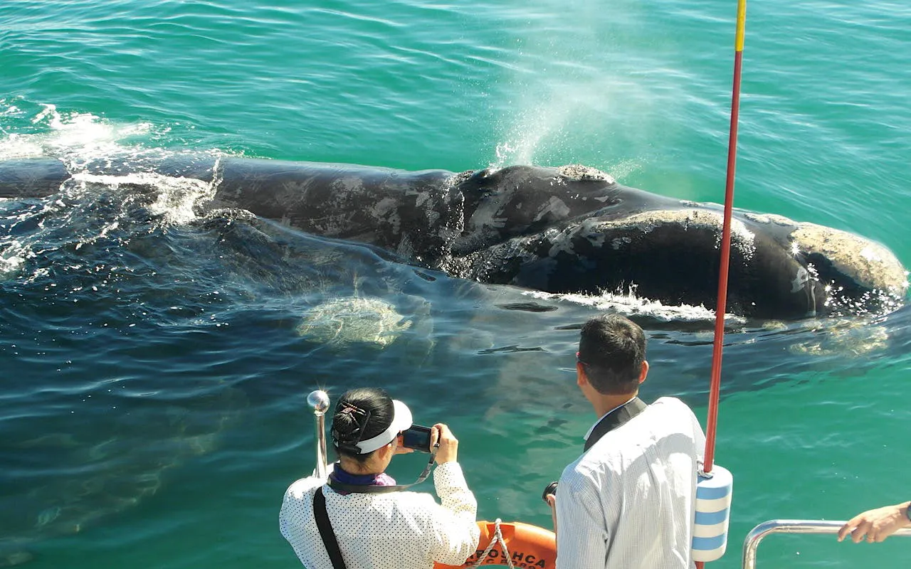 Cape Town Private Tour with Whale Watching Boat Trip, Stony Point Penguin Colony Visit, and Hermanus Wine Region Transfers Image 3
