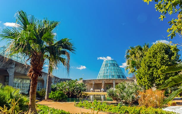 San Antonio Botanical Garden glass conservatory with palm trees and blue sky.