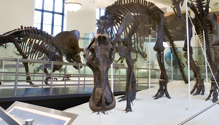 American Museum of Natural History