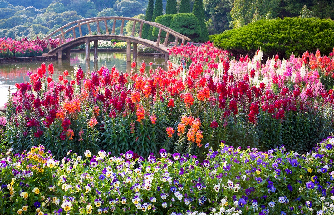 Tulpenfest Amsterdam