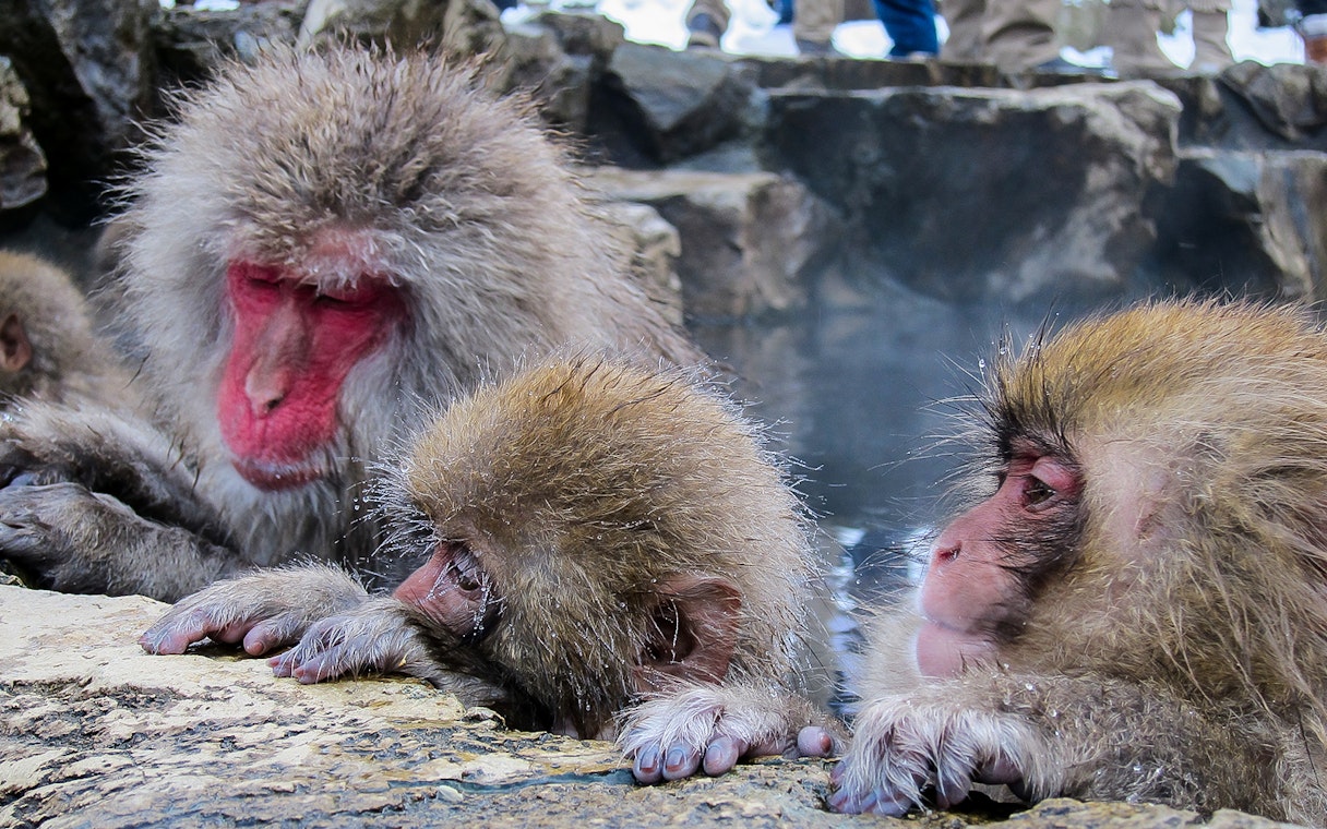 Snow monkeys bathing in hot springs, Jigokudani Monkey Park, Nagano, Japan.