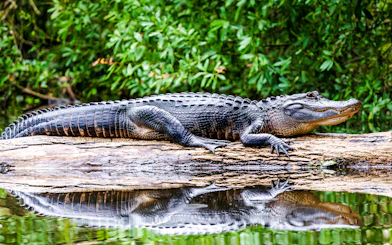 Adult alligator resting on a log in a river, surrounded by lush greenery.