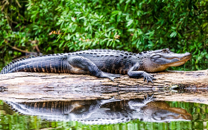 Adult alligator resting on a log in a river, surrounded by lush greenery.
