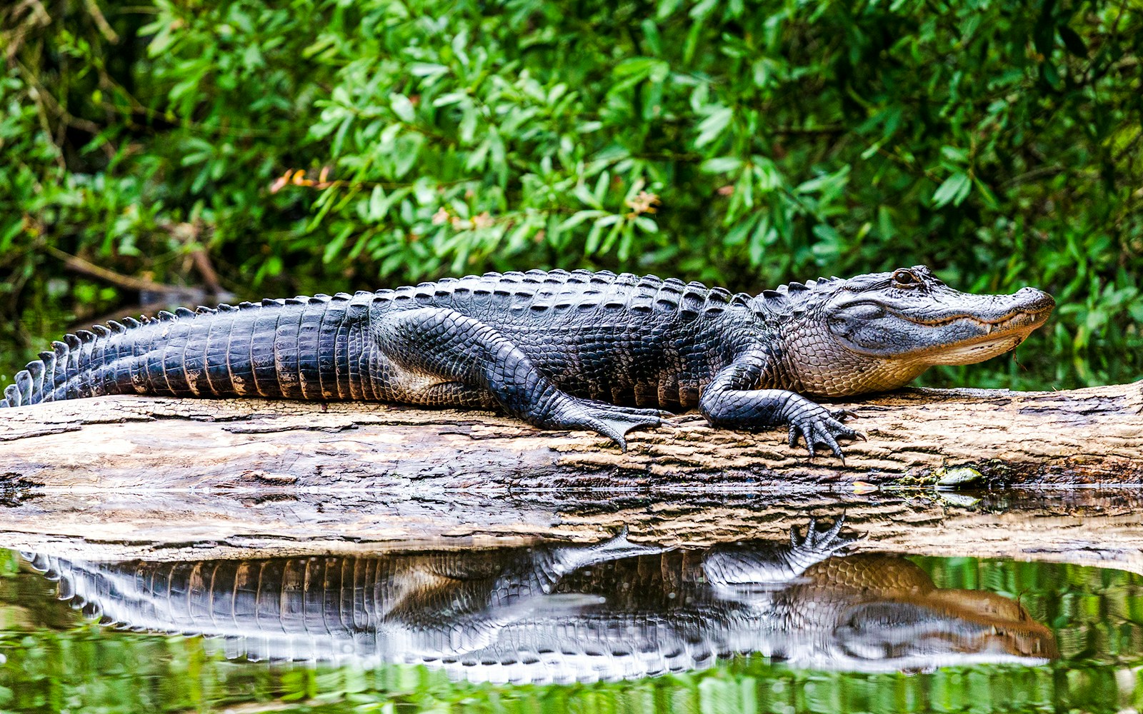 Adult alligator resting on a log in a river, surrounded by lush greenery.