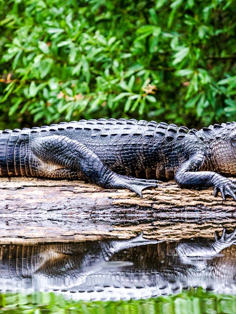 Adult alligator resting on a log in a river, surrounded by lush greenery.