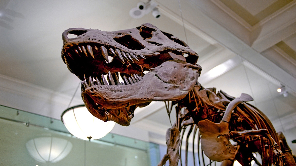 Las Vegas Natural History Museum