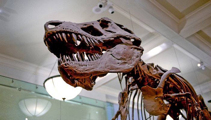 American Museum of Natural History