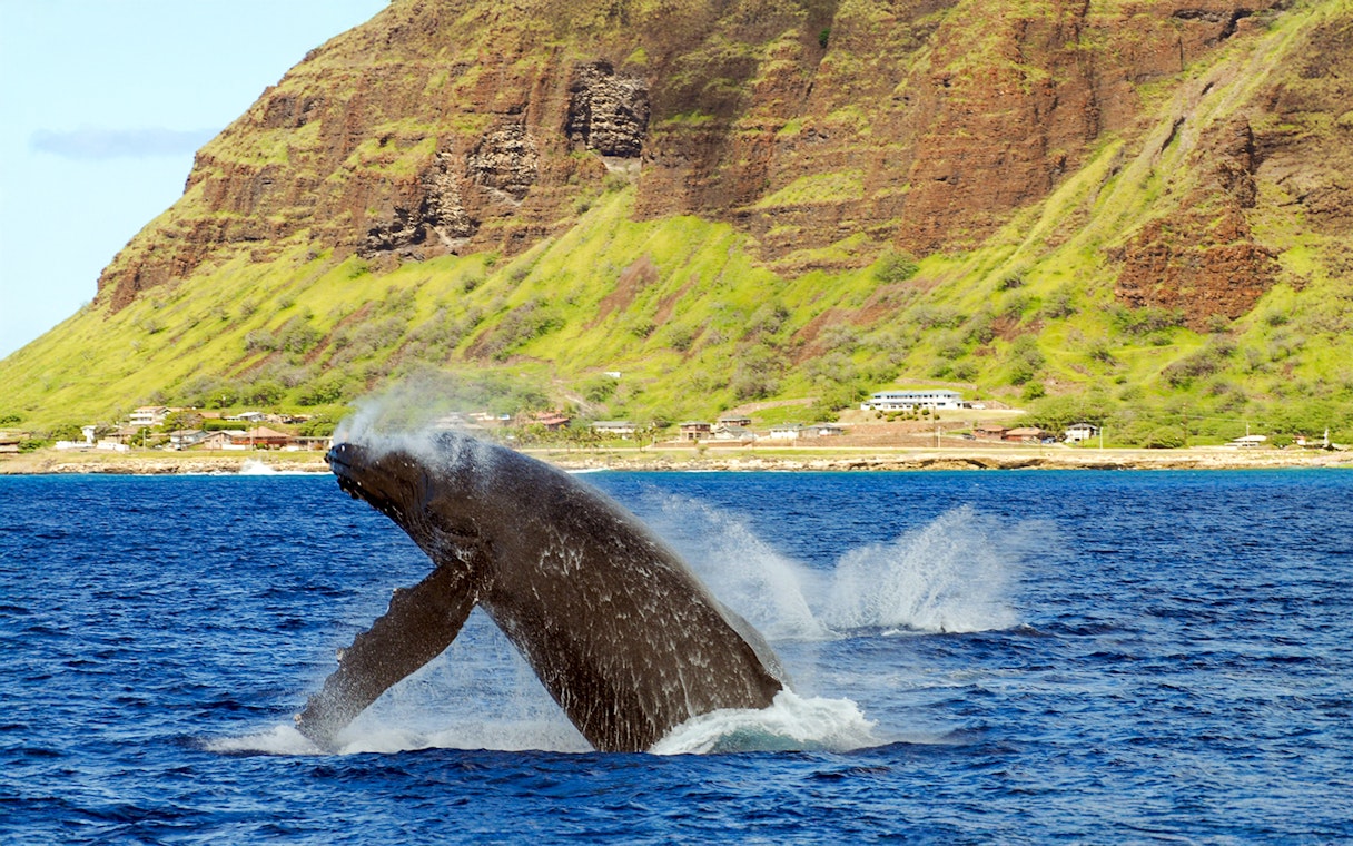 Whale breaching in ocean with Hawaiian cliffs in background.