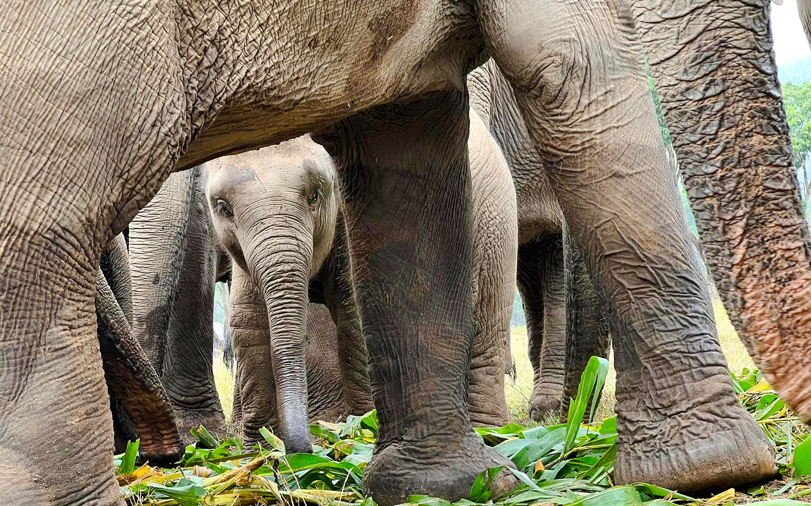 Baby elephant between adult elephants at a sanctuary in Chiang Mai.