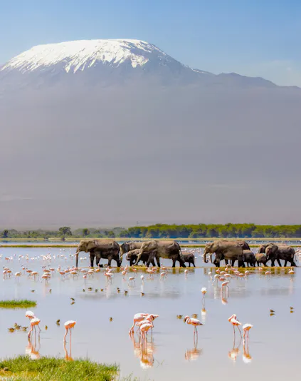 Elephants and flamingos at a waterhole with Mount Kilimanjaro in the background, Amboseli National Park, Kenya.