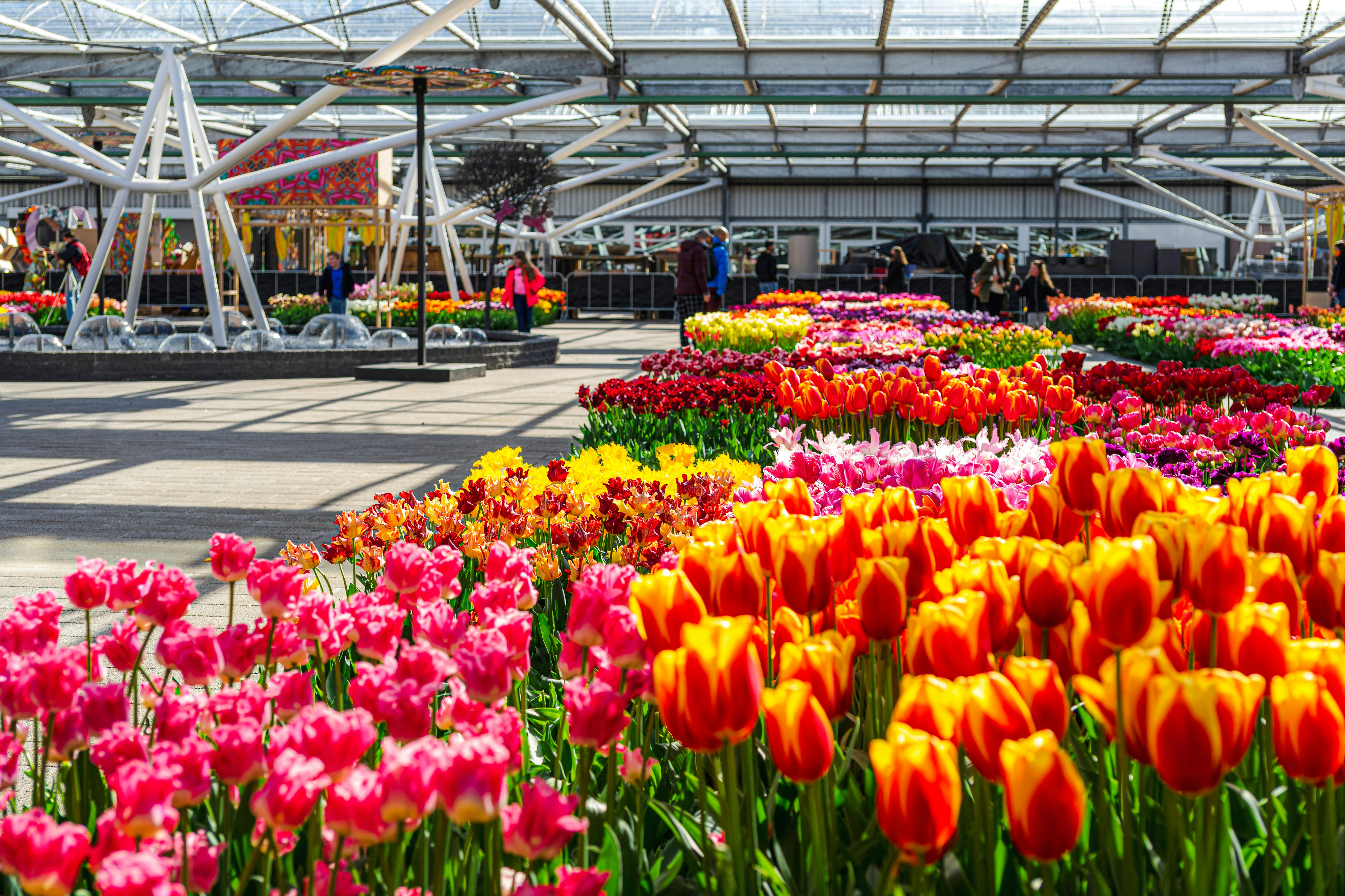 Colorful tulip display inside the pavilion at Keukenhof, Netherlands.