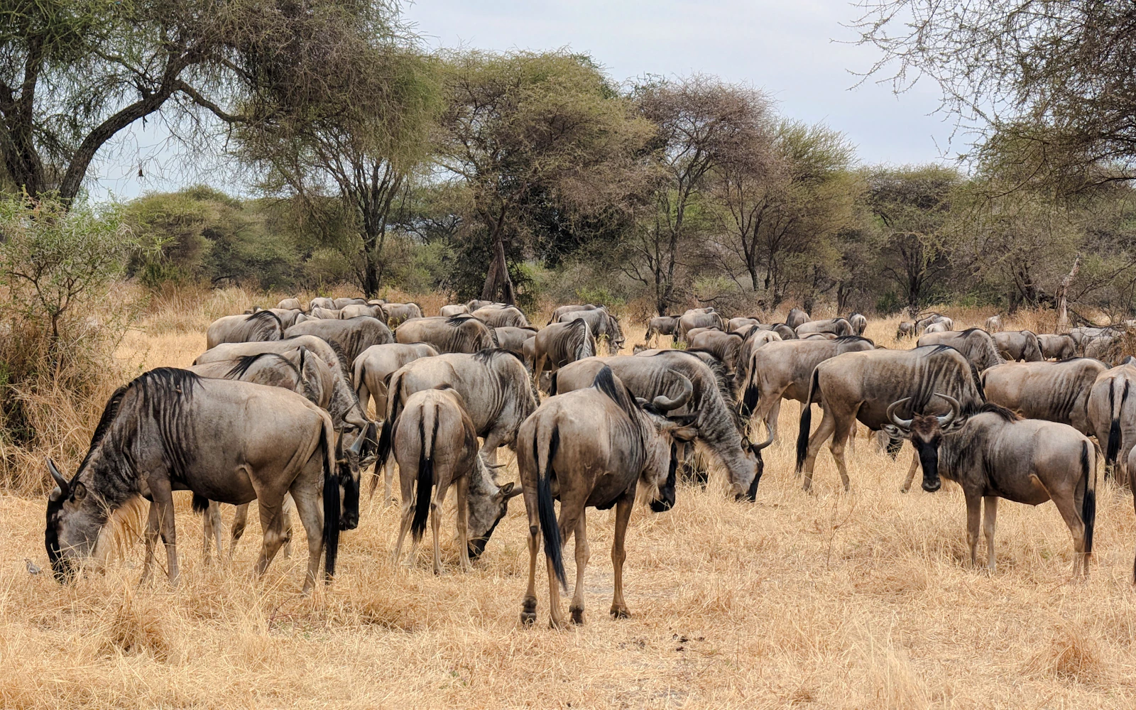 From Zanzibar: Nyerere National Park Fly-in Safari Image 2