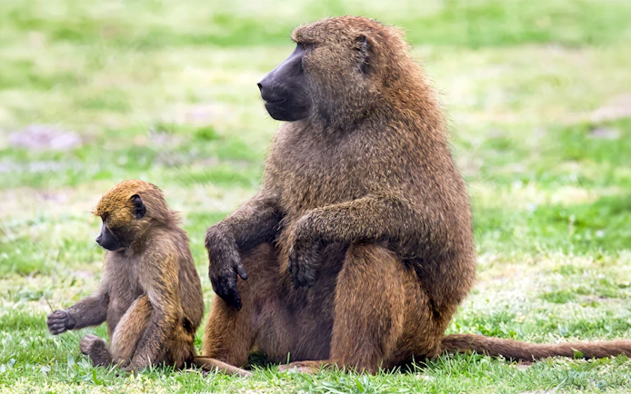 Baboons sitting on grass at Six Flags Wild Safari, Off-Road Safari Adventure.