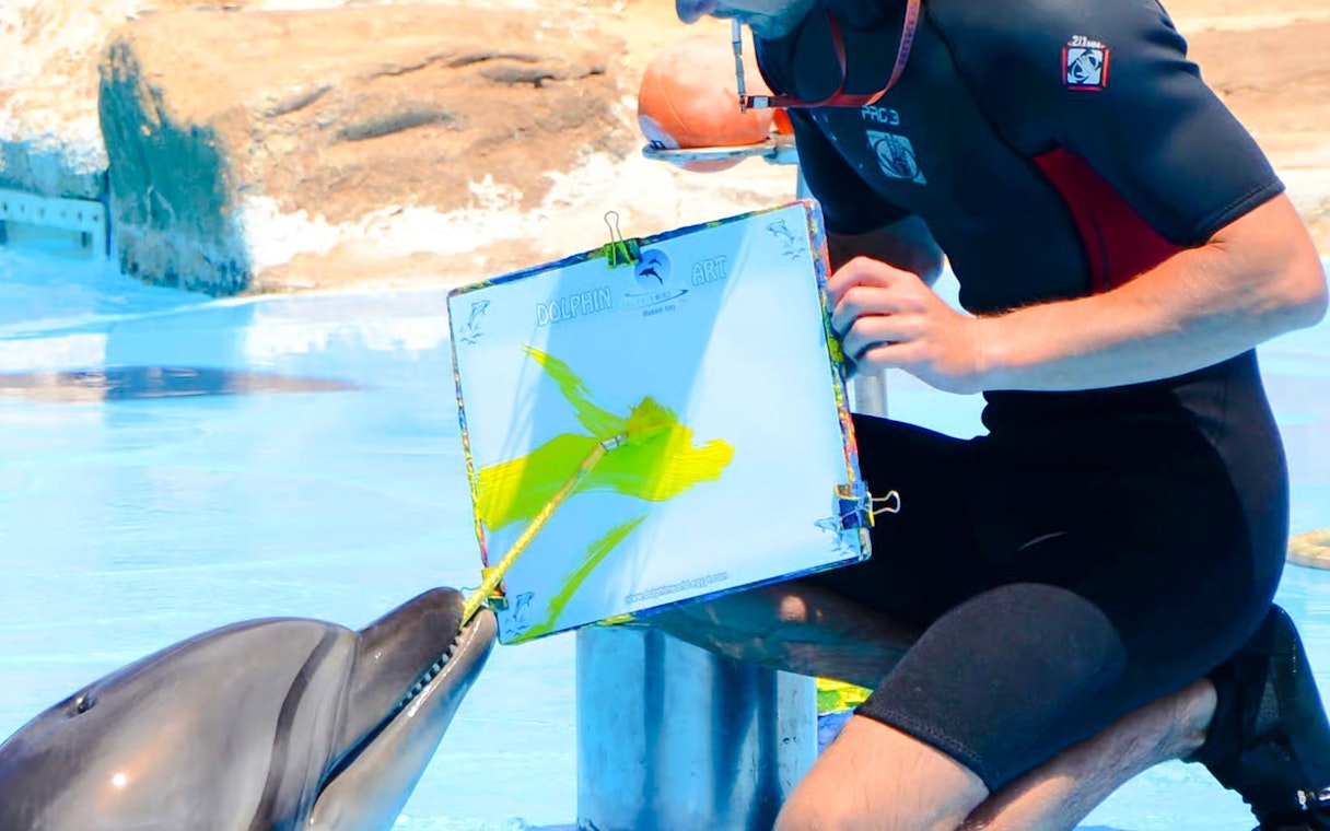 Dolphin painting with a brush at a show in Hurghada.