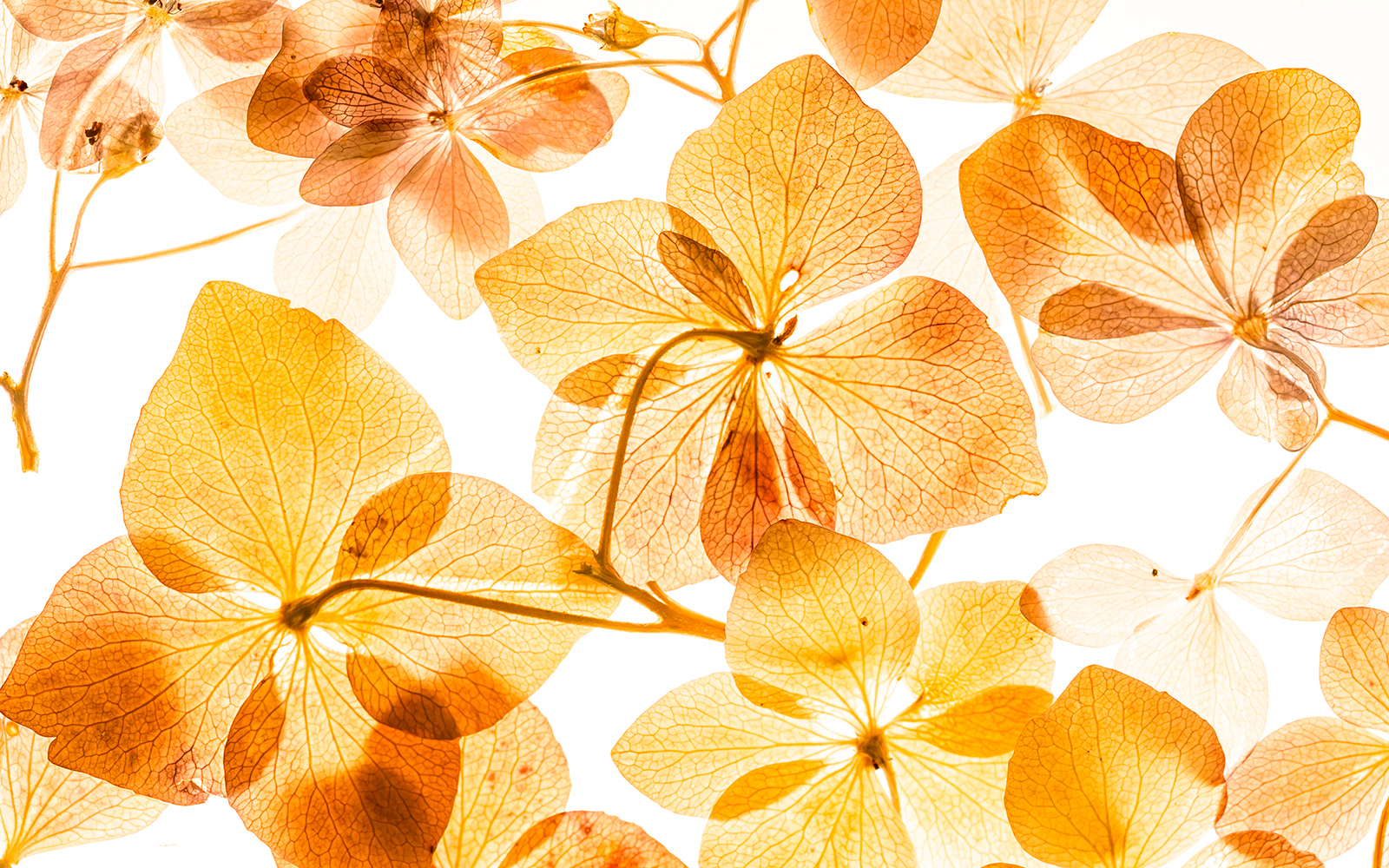 Weltmuseum Wien Exhibition