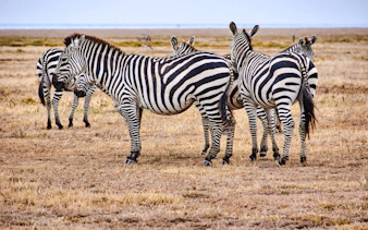 da arusha: safari “big five” in campeggio nel serengeti e nel cratere di ngorongoro, con partecipazione di gruppo-5