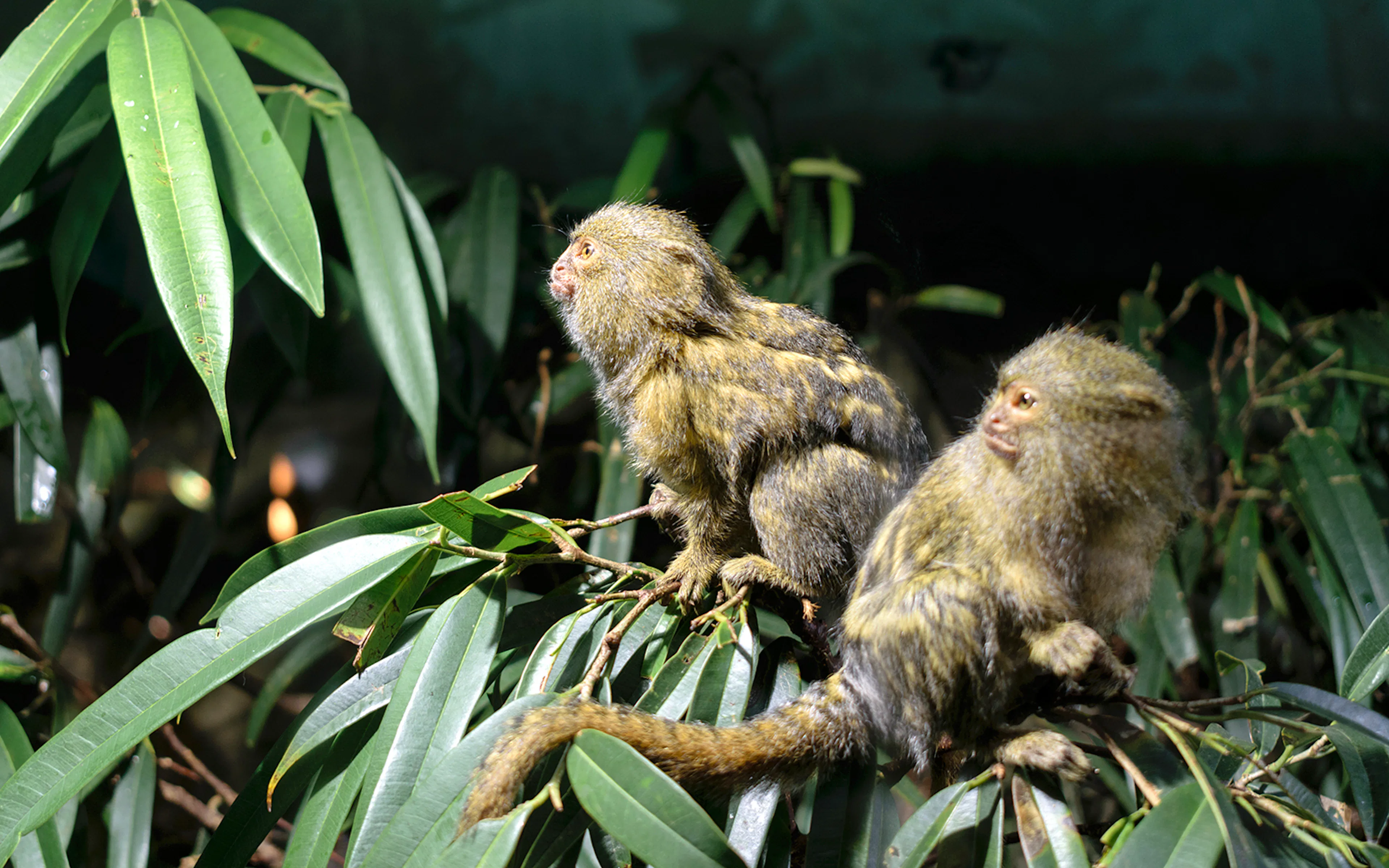 Pygmy marmosets on branches at Budapest Tropicarium.