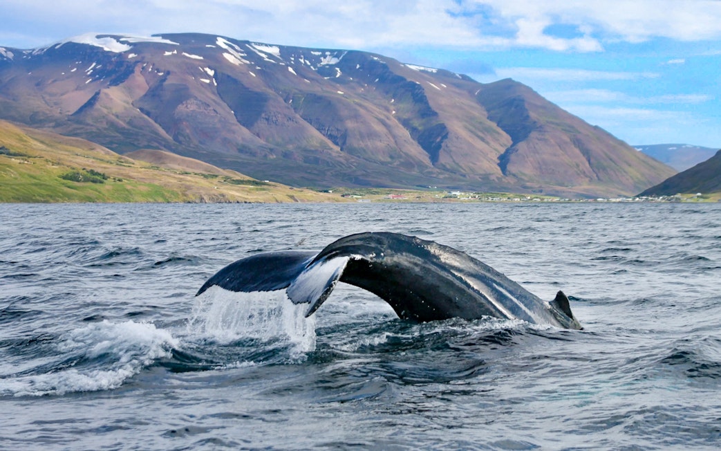 Whale tail diving into Akureyri waters during RIB speedboat tour.
