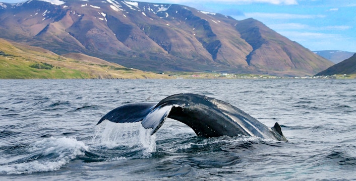 Whale Watching Tours from Akureyri