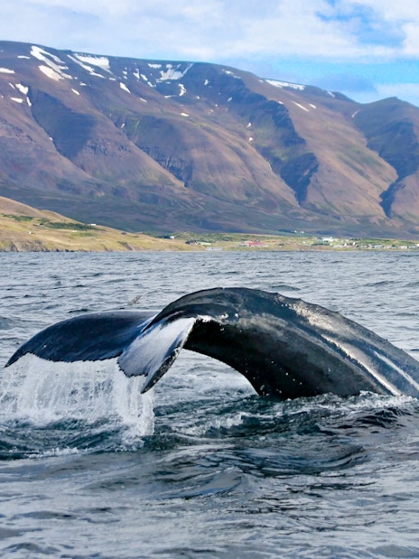Whale tail diving into Akureyri waters during RIB speedboat tour.