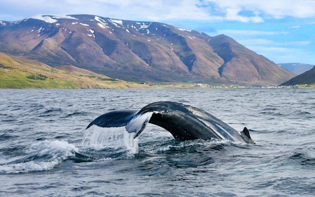 Whale tail diving into Akureyri waters during RIB speedboat tour.