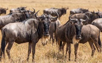 reserva privada de caza aquila: safari de varios días que incluye excursiones para avistar animales cerca de ciudad del cabo-3