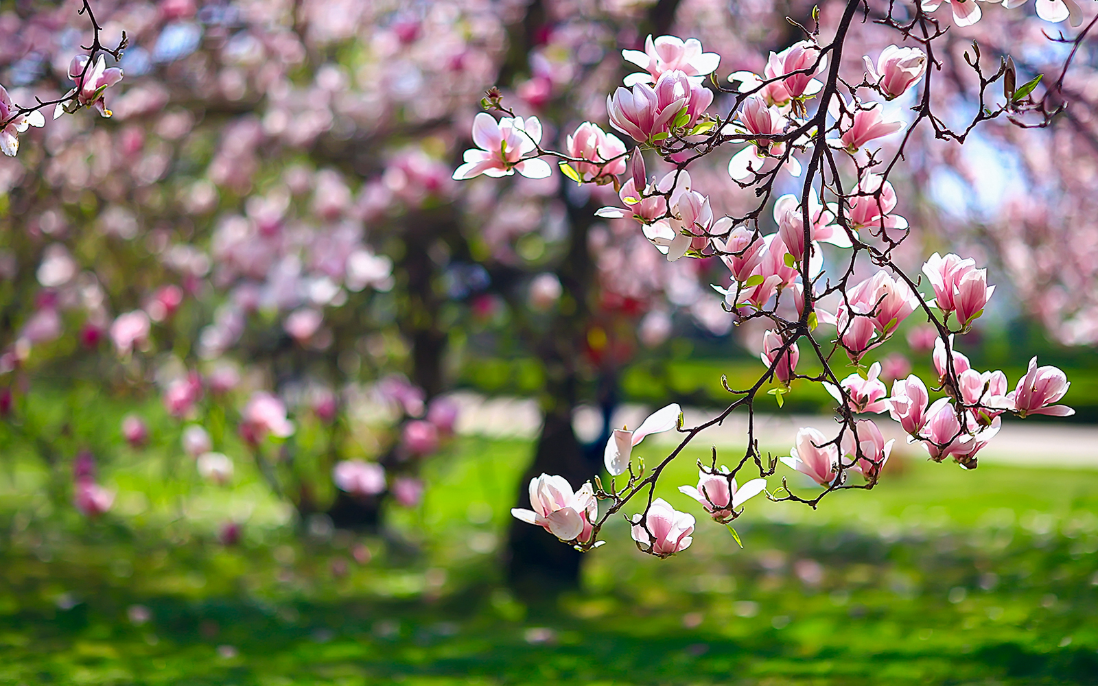 Buckingham Palace Garden Magnolia Dell with blooming magnolia trees in London.