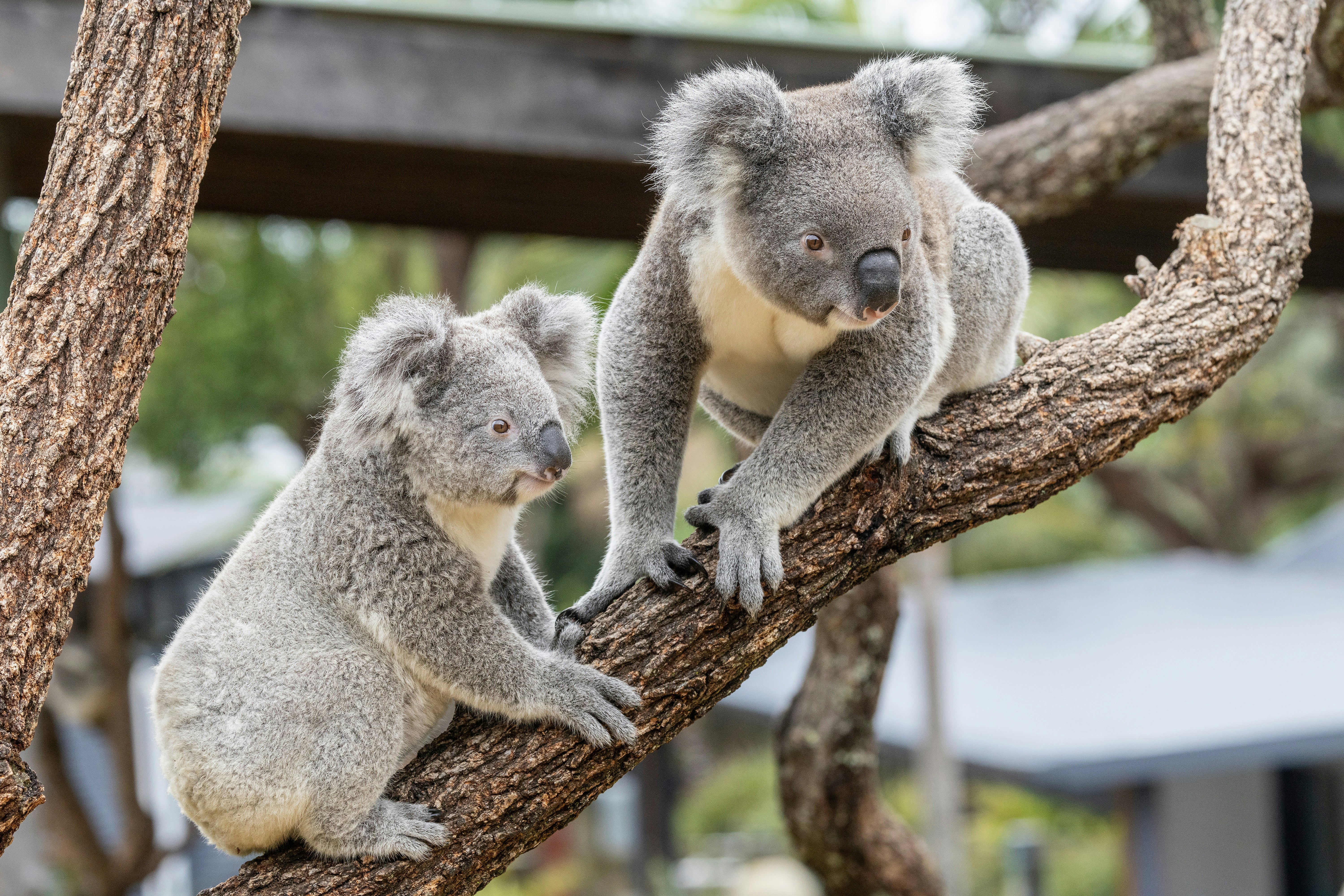 Koalas resting on eucalyptus trees at a zoo in Australia.