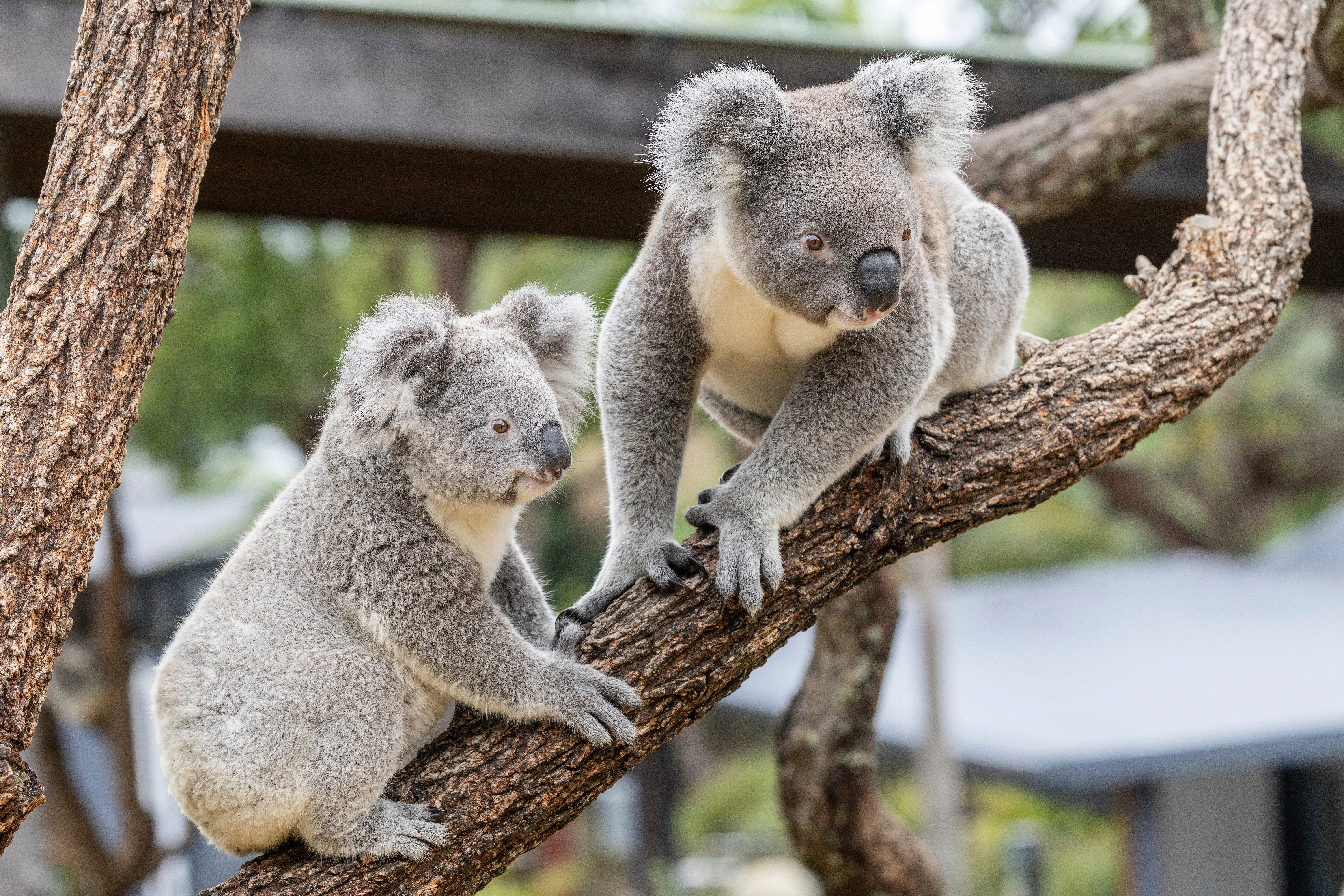 Koalas resting on eucalyptus trees at a zoo in Australia.