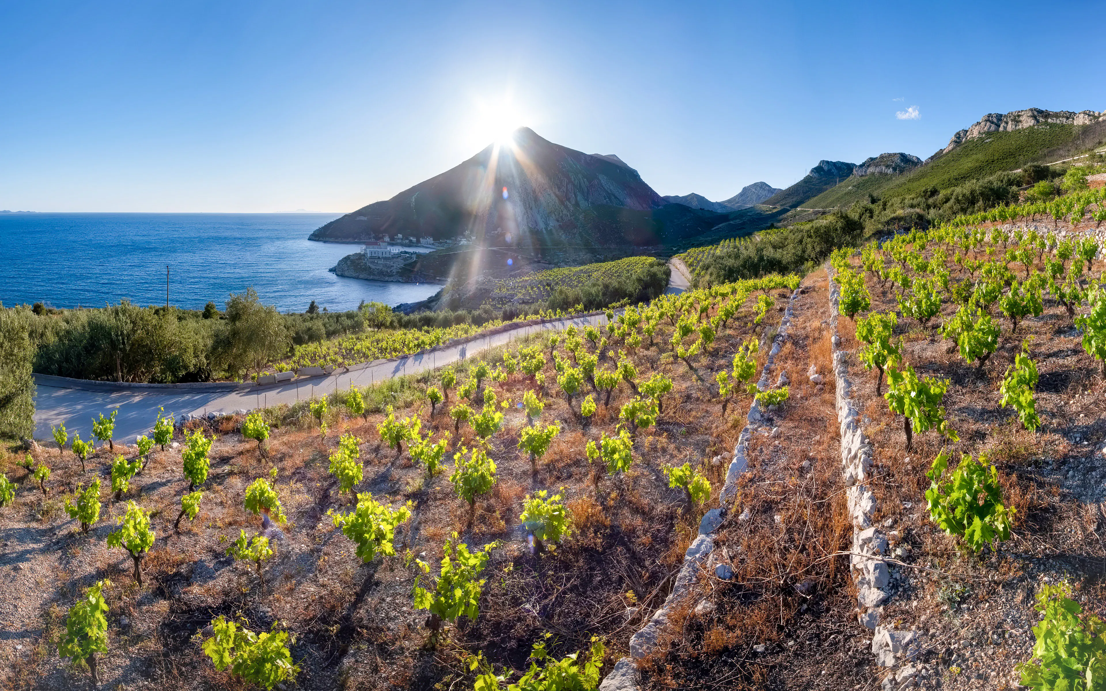 Vineyard overlooking the Adriatic Sea in the Pelješac region, Croatia.