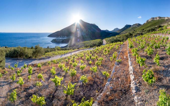 Vineyard overlooking the Adriatic Sea in the Pelješac region, Croatia.