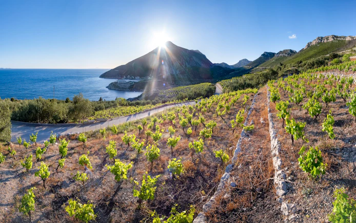 Vineyard overlooking the Adriatic Sea in the Pelješac region, Croatia.