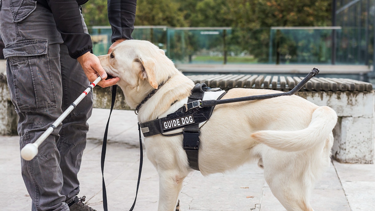 https://cdn-imgix.headout.com/media/images/2759b11dbd372f250d20f43afa23405e-Notre%20Dame%20-%20Guide%20dog.jpg